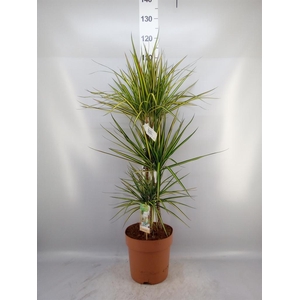 Dracaena marg. 'Sunray'