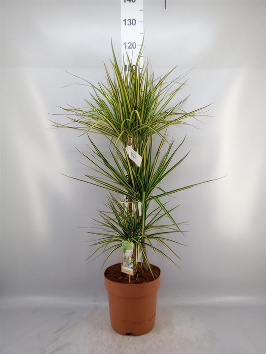 <h4>Dracaena marg. 'Sunray'</h4>