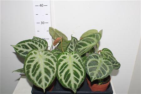 <h4>Anthu Silver Blush</h4>