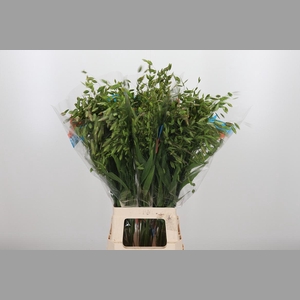 Chasmanthium Latifol