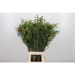 Chasmanthium Latifol