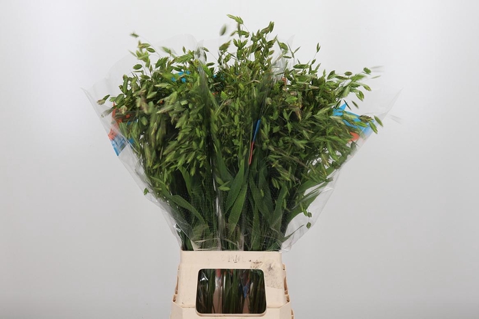 <h4>Chasmanthium Latifol</h4>