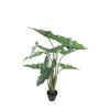 Alocasia Pot