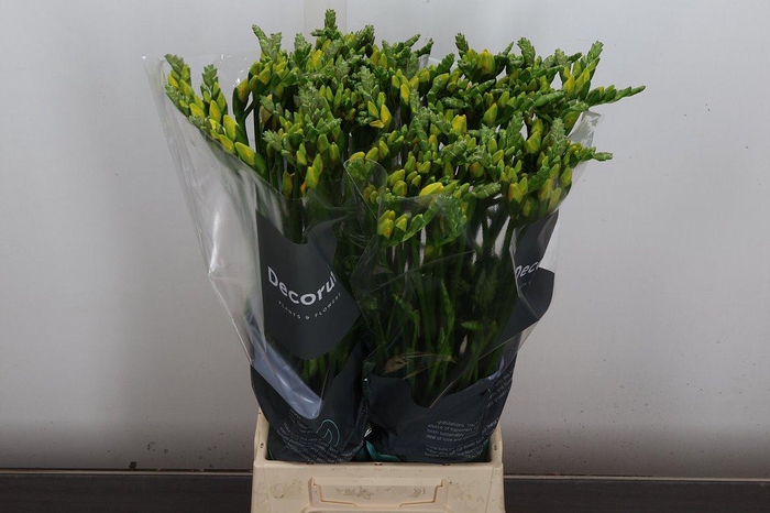 <h4>Fr Du Boulevard</h4>