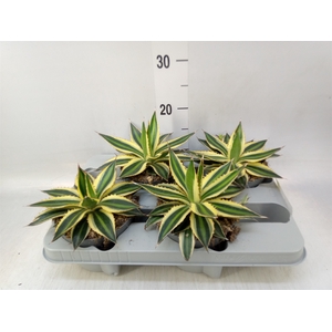Agave lophantha 'Quadricolor'