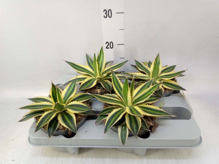 <h4>Agave lophantha 'Quadricolor'</h4>