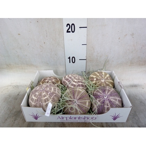 Tillandsia usneoides