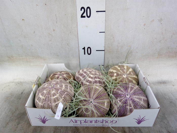 <h4>Tillandsia usneoides</h4>