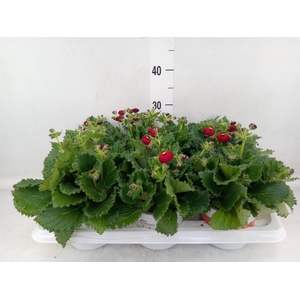 Calceolaria  'Calynopsis Red'