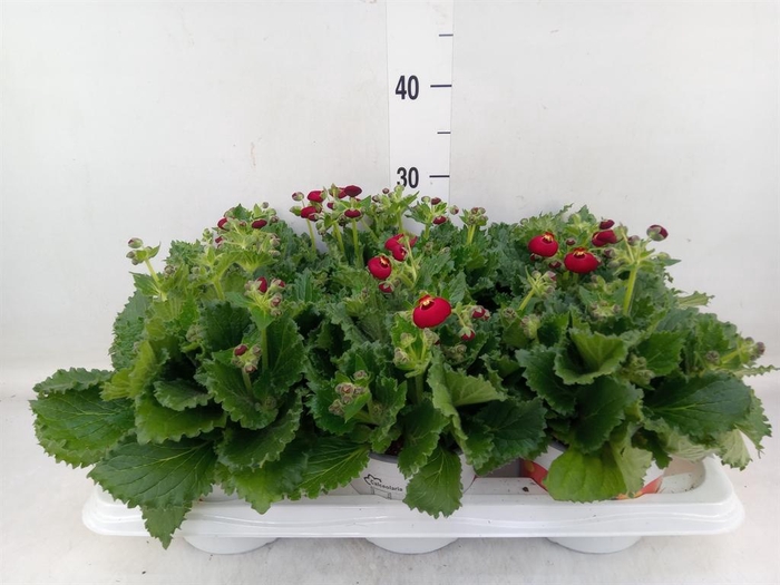<h4>Calceolaria  'Calynopsis Red'</h4>