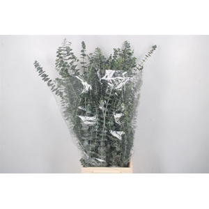 Euc Baby Blue Per Bunch 200 Gram