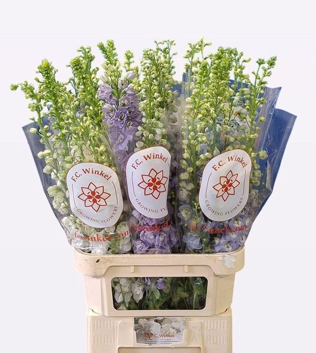 <h4>DELPH DU GEM</h4>