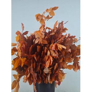 Pf Beech Leafs Bs Orange 150g