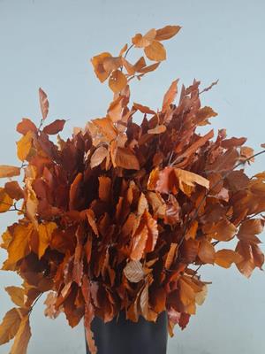 Pf Beech Leafs Bs Orange 150g