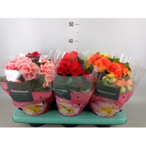 Begonia elat. DU   ...mix