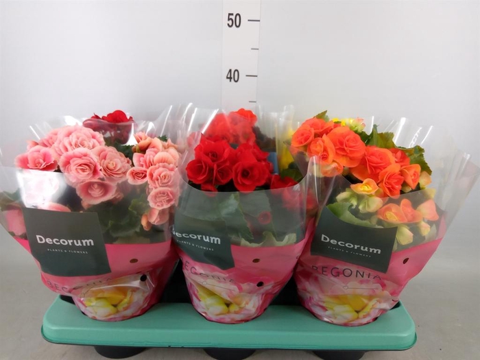 <h4>Begonia elat. DU   ...mix</h4>