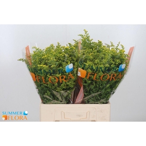 BUPLEURUM ROTUNDIFOL