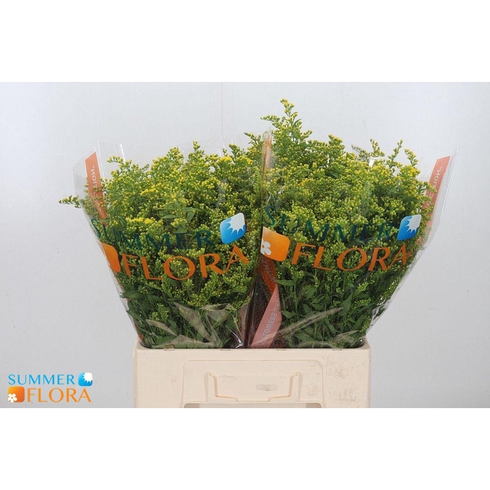 <h4>Bupleurum Rotundifol</h4>