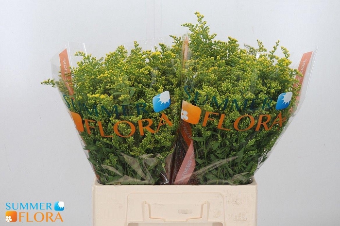 <h4>BUPLEURUM ROTUNDIFOL</h4>