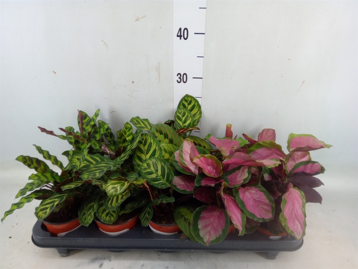 <h4>Calathea   ...mix 5</h4>