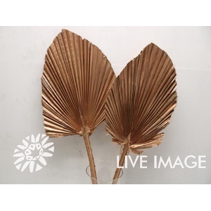 Dried palm kingspear copper