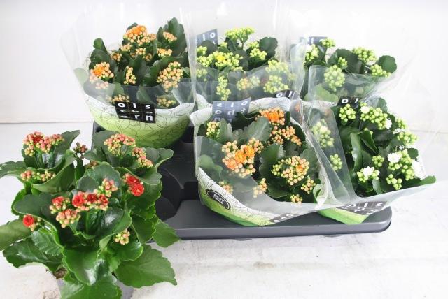 <h4>KAL GE GEM 4 KL</h4>