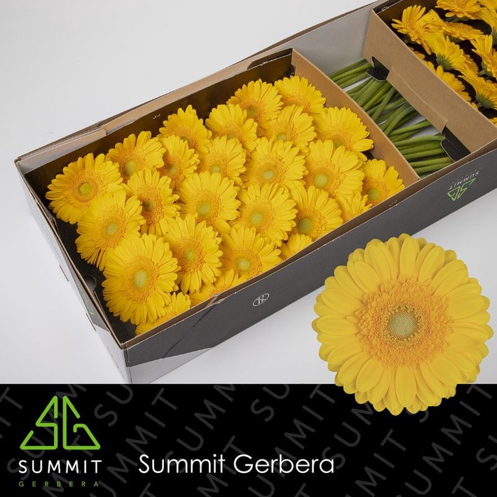 <h4>Gerbera Captiva Doos</h4>