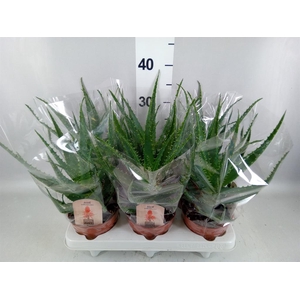 Aloe arborescens