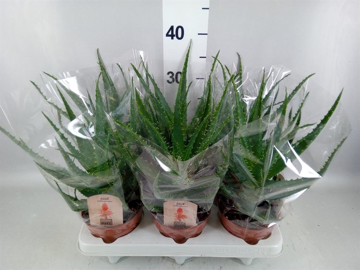 <h4>Aloe arborescens</h4>