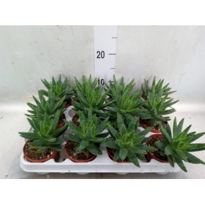 Aloe   ...