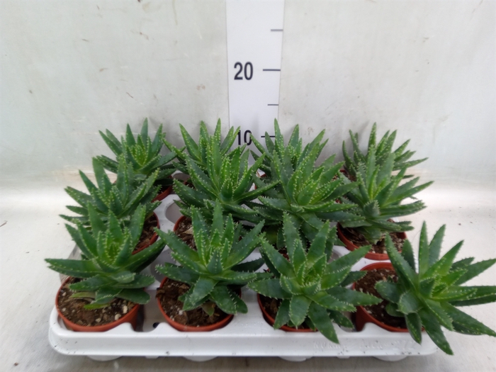 <h4>Aloe   ...</h4>