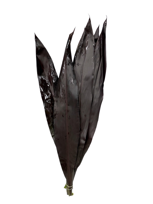 <h4>CORD FR BLACK TI</h4>