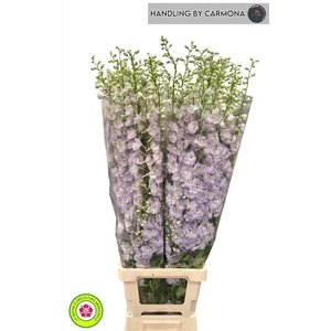 Delph Du Centurion Rose