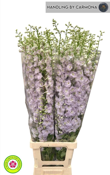 <h4>Delph Du Centurion Rose</h4>