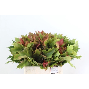 Querc Rubra Natural 60 Cm
