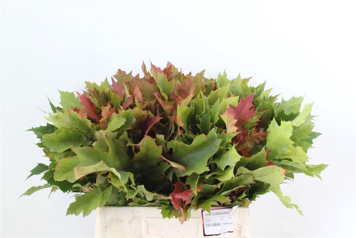 <h4>Querc Rubra Natural 60 Cm</h4>
