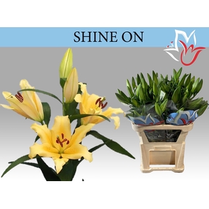 LI OT SHINE ON