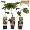Ficus Carica Brown Turkey P15 - 100%FRUIT