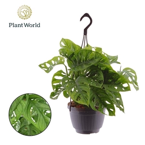 Monstera obliqua ('Leichtlinii')
