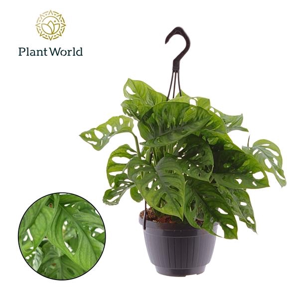 <h4>Monstera obliqua ('Leichtlinii')</h4>