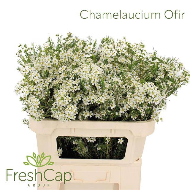 <h4>CHAME UN OFIR</h4>
