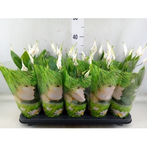 Spathiphyllum  'Alana'