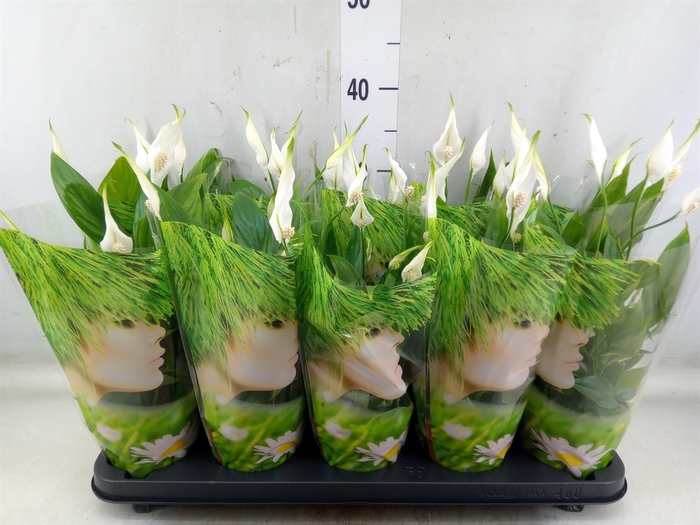 <h4>Spathiphyllum  'Alana'</h4>