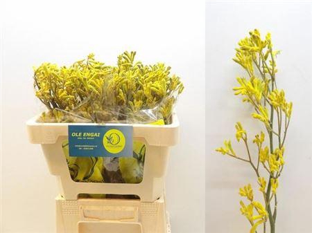 <h4>Anigoz Yellow Gem</h4>