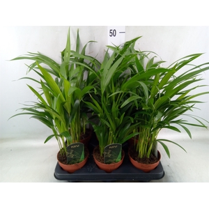 Dypsis lutescens   ...Chrysalidoca