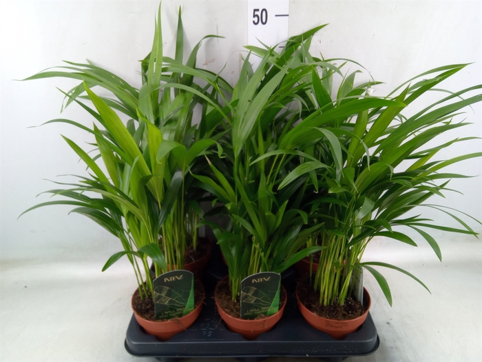 <h4>Dypsis lutescens   ...Chrysalidoca</h4>