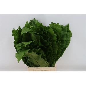 Banana Fern 60cm
