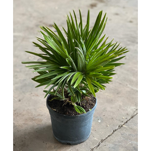 Chamaerops humilis