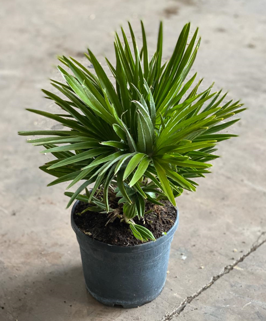 <h4>Chamaerops humilis</h4>