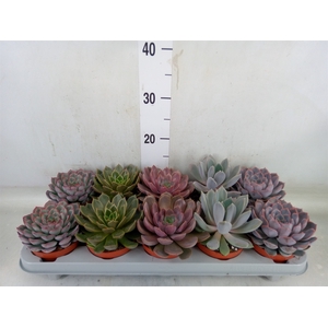 Echeveria   ...mix